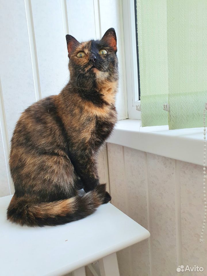 Шикарная кошка Злата для домашнего уюта купить на Зозу.ру - фотография № 2