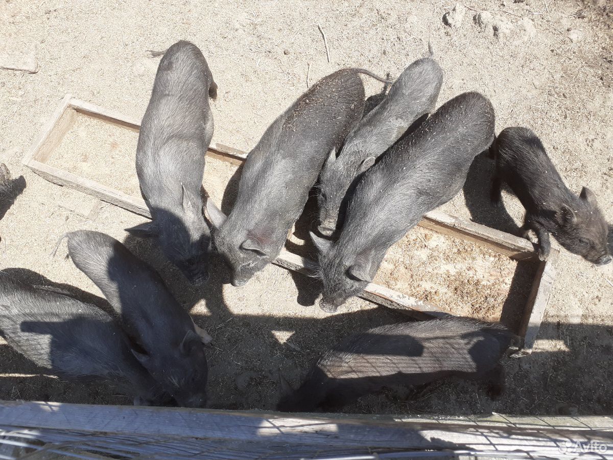 Ветнамские веслобрюхие свиньи купить на Зозу.ру - фотография № 8