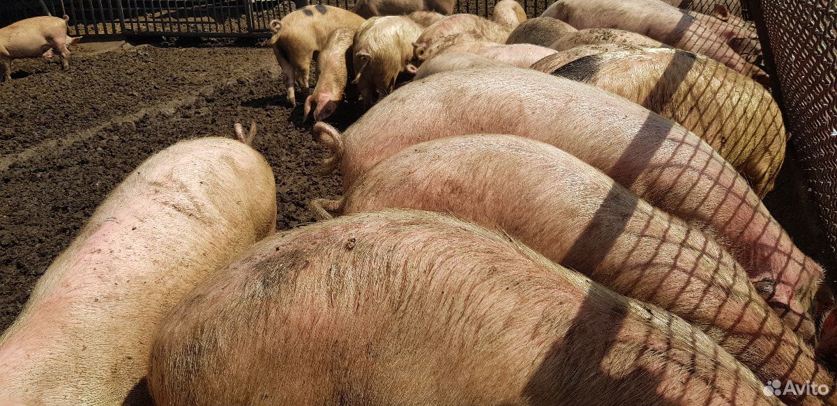 Деревенское мясо свинины живой вес 50 голов на док купить на Зозу.ру - фотография № 1