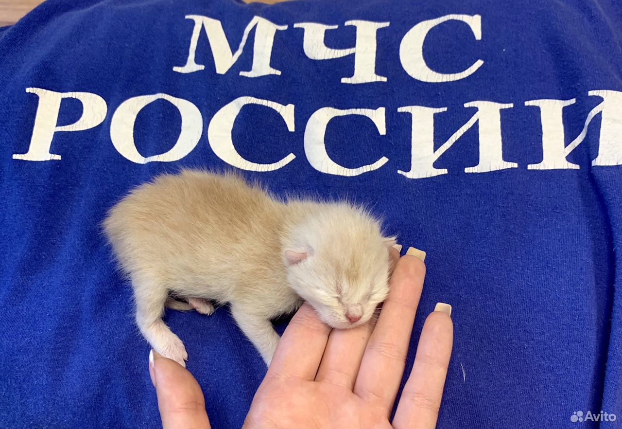 Котики - спасатели купить на Зозу.ру - фотография № 2