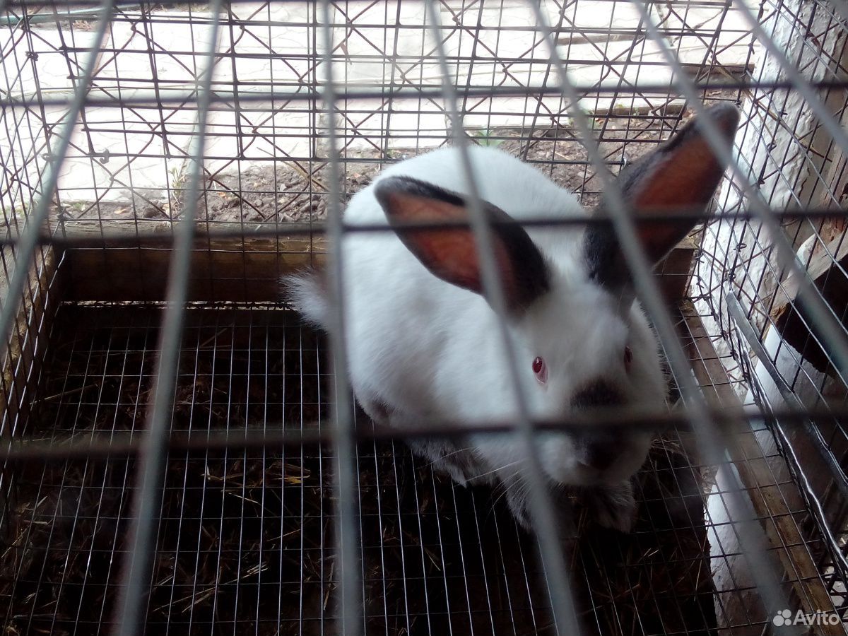 Кролики колифорнийские купить на Зозу.ру - фотография № 1