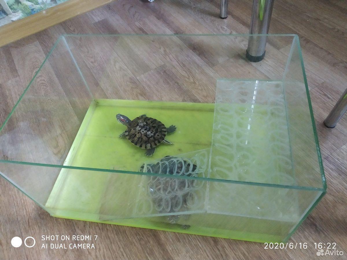 Черепаха купить на Зозу.ру - фотография № 2