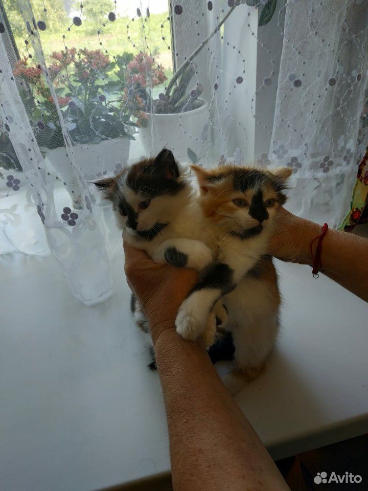 Кошка и котик купить на Зозу.ру - фотография № 2