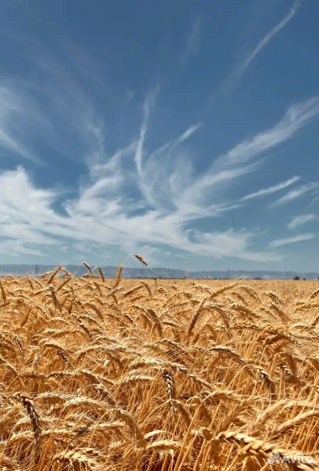 Пшеница ячмень купить на Зозу.ру - фотография № 1