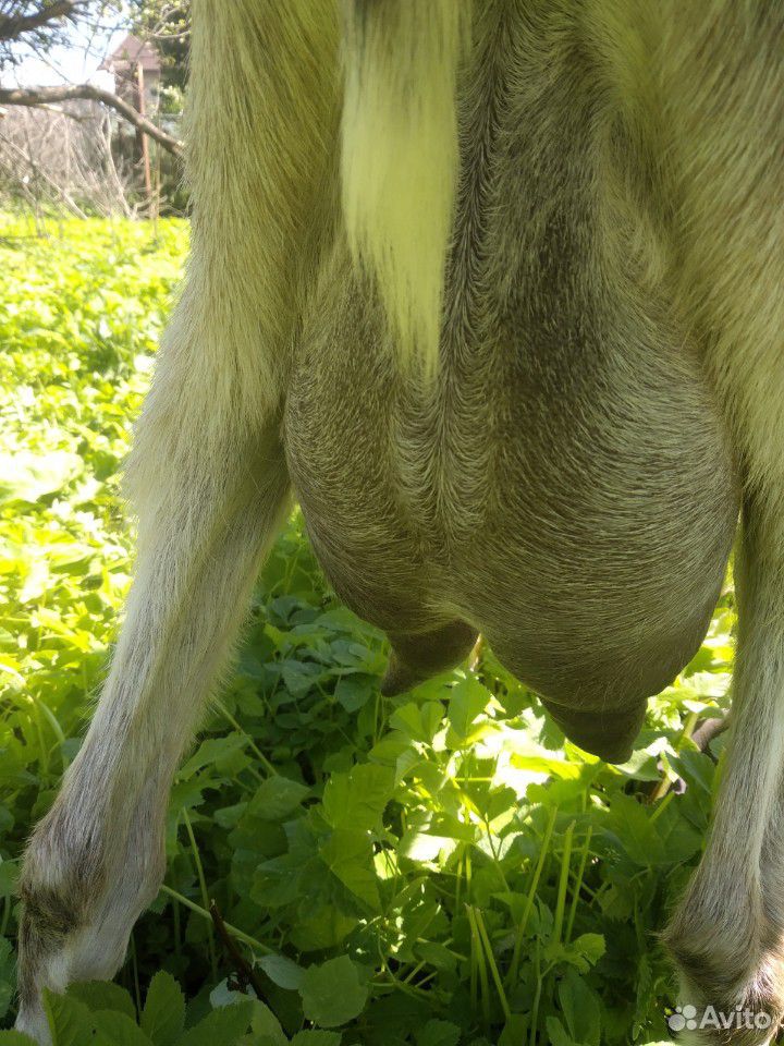 Заано-тоггенбуржская коза купить на Зозу.ру - фотография № 4