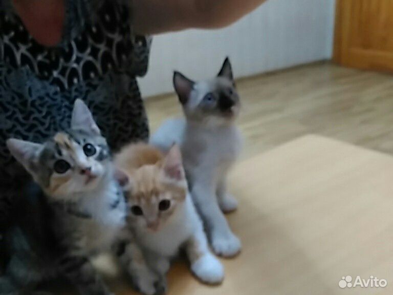 Котята в хорошие руки купить на Зозу.ру - фотография № 4