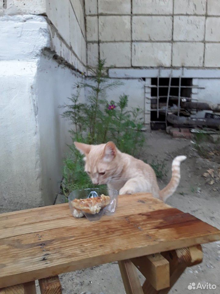 Помогите найти дом для котика купить на Зозу.ру - фотография № 5