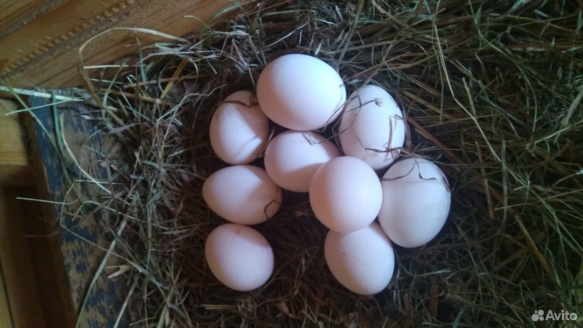 Домашнее яйцо купить на Зозу.ру - фотография № 3