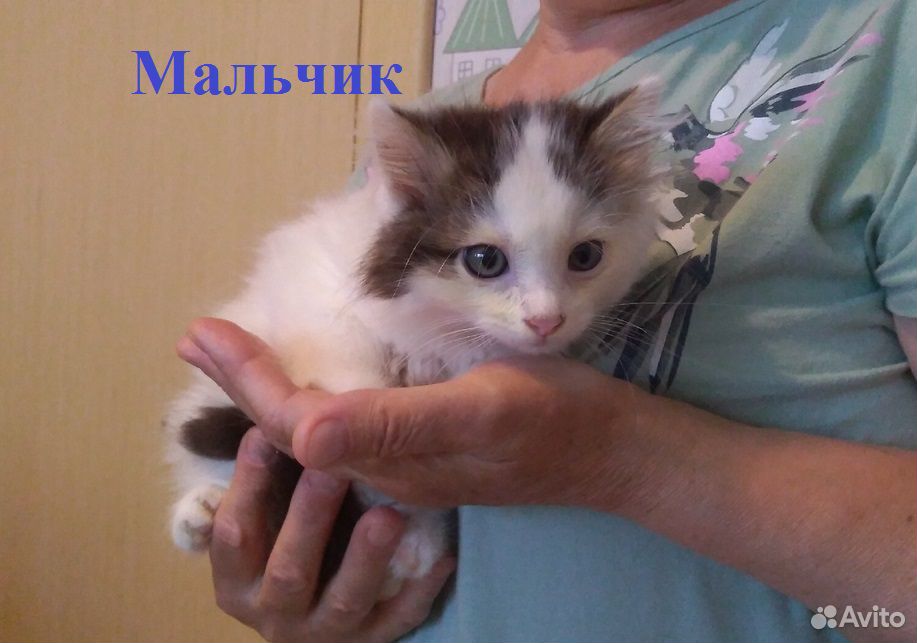 Милые котята ищут дом купить на Зозу.ру - фотография № 1