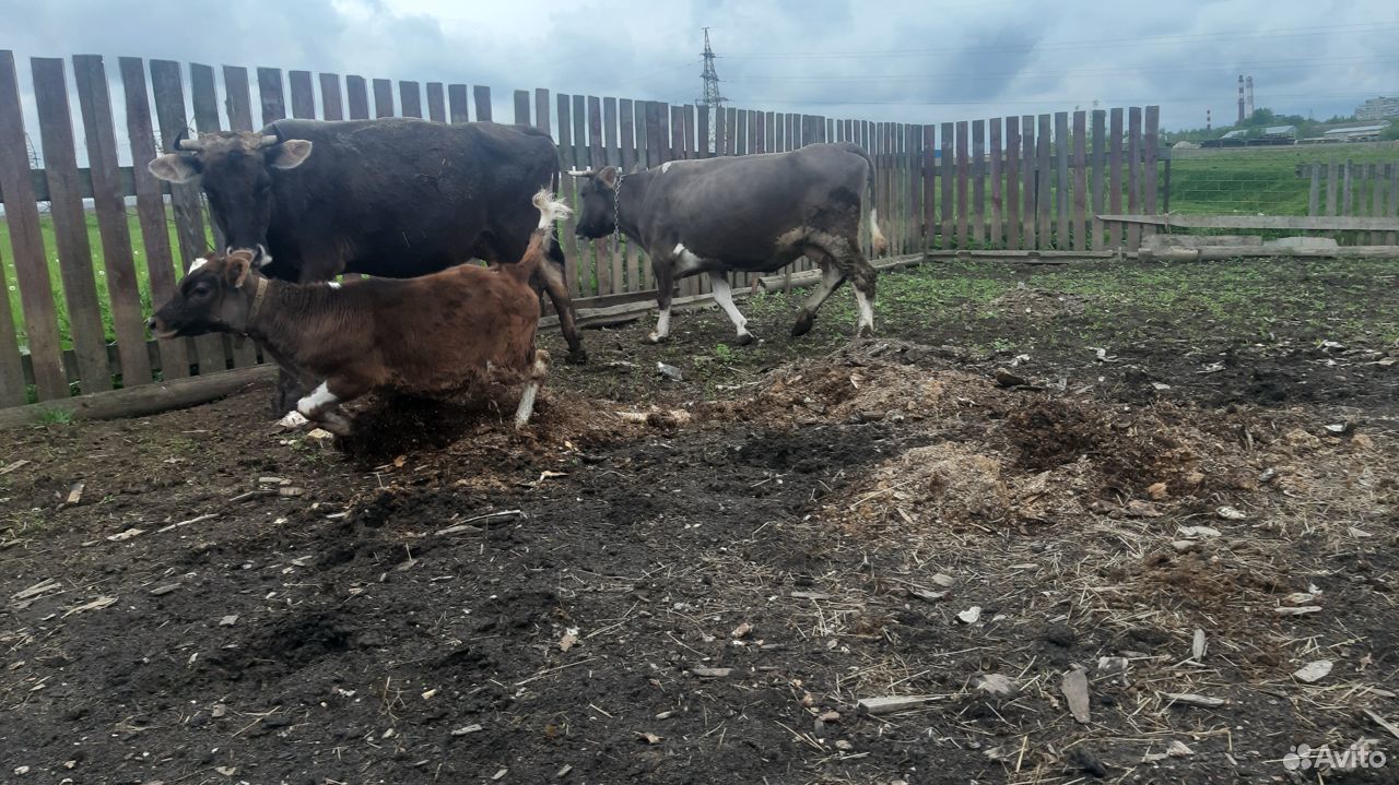 Швицкие коровы купить на Зозу.ру - фотография № 2