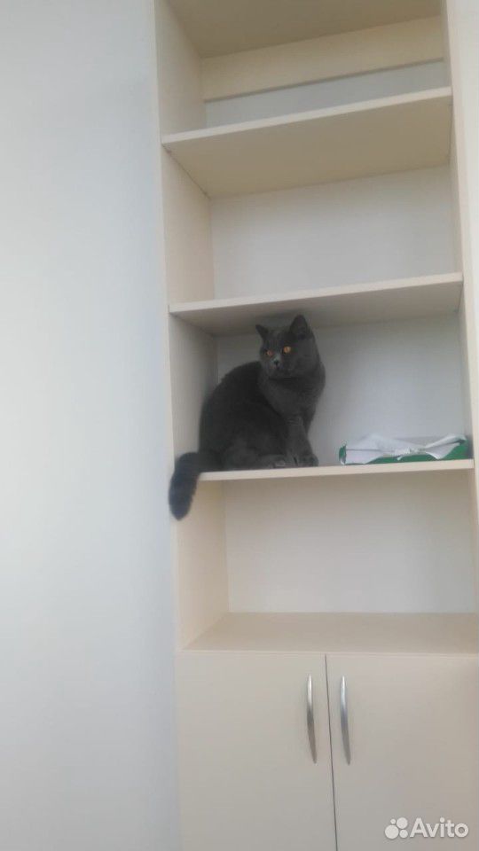 Британская кошка ищет кота для вязки купить на Зозу.ру - фотография № 3