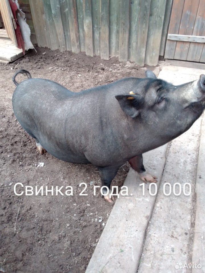 Вислобрюхие свиньи купить на Зозу.ру - фотография № 3