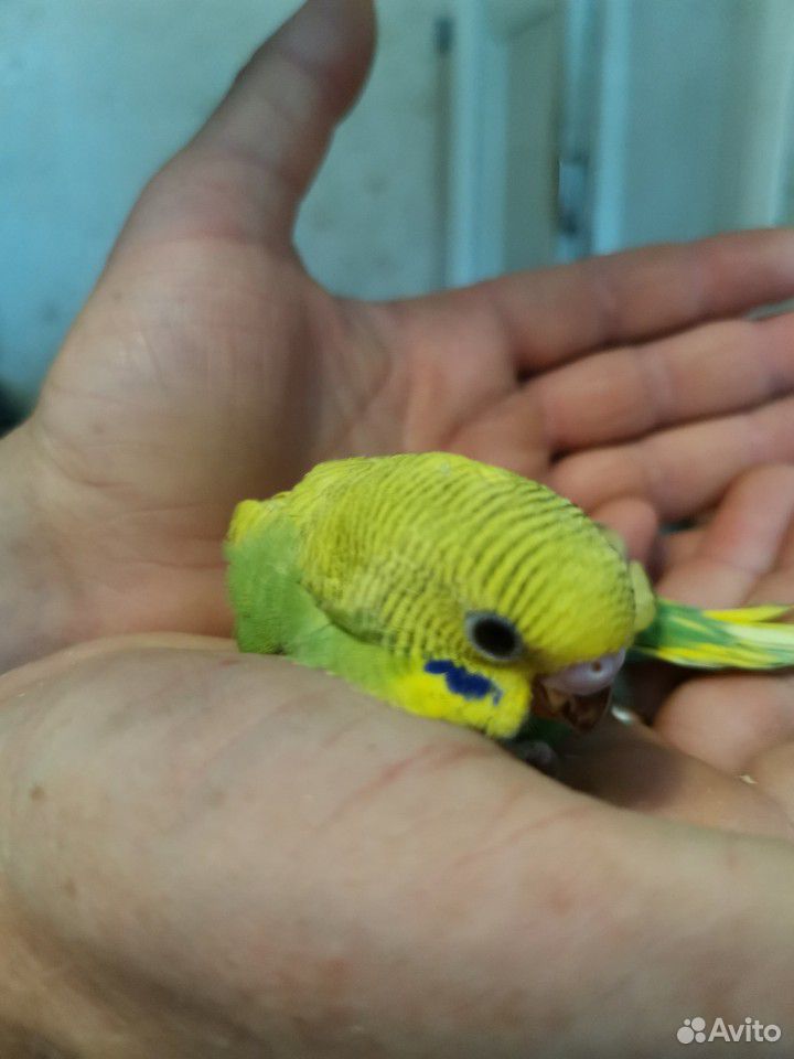 Волнистые попугаи птенцы купить на Зозу.ру - фотография № 6