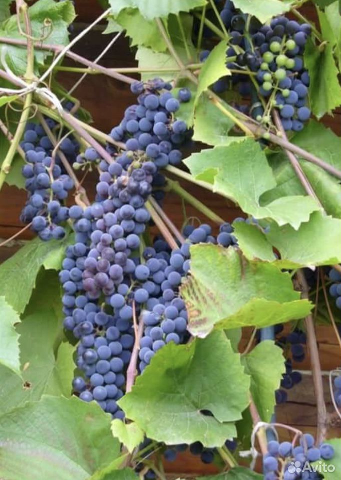 Изабелла виноград 6 лет купить на Зозу.ру - фотография № 1