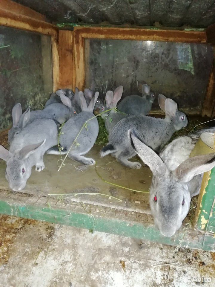 Кролики пароды французский баран и рекс купить на Зозу.ру - фотография № 8