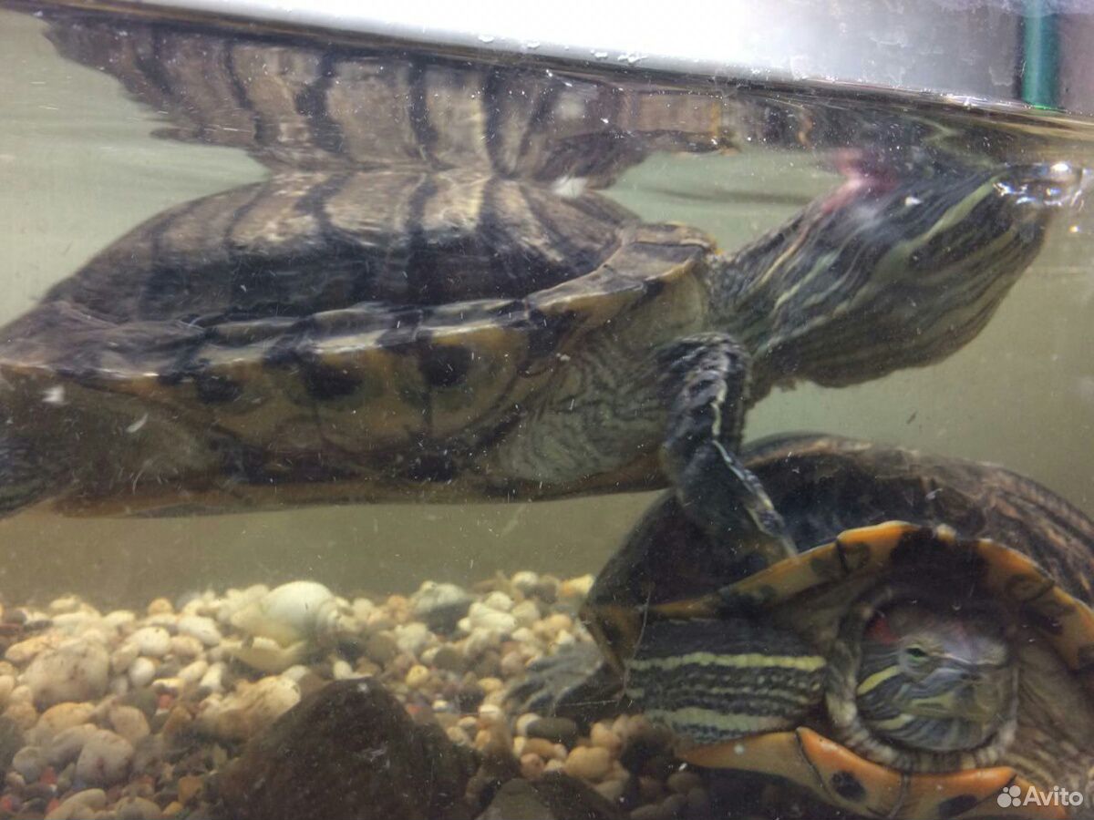 Красноухие черепахи с аквариумом 150литров купить на Зозу.ру - фотография № 5
