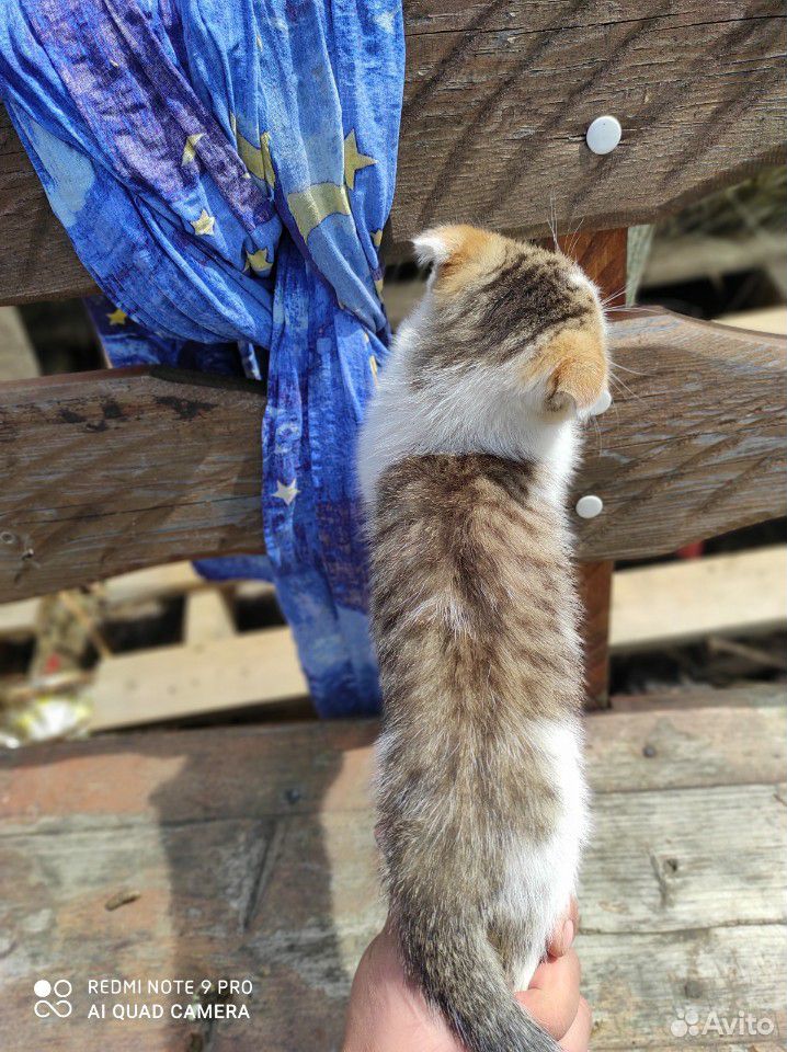 Трех цветный вислоухий кот купить на Зозу.ру - фотография № 4