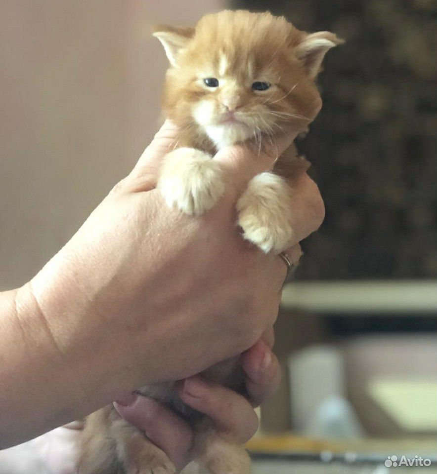 Предлагаются к бронированию котята породы Мейн-кун купить на Зозу.ру - фотография № 7