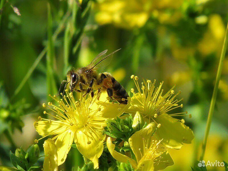 пасека соты. мед соты пчелы. пчелки в улье. пчелка пасека. пчелы и мед.
