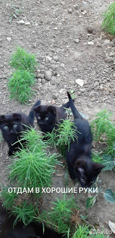 Котёнки купить на Зозу.ру - фотография № 1