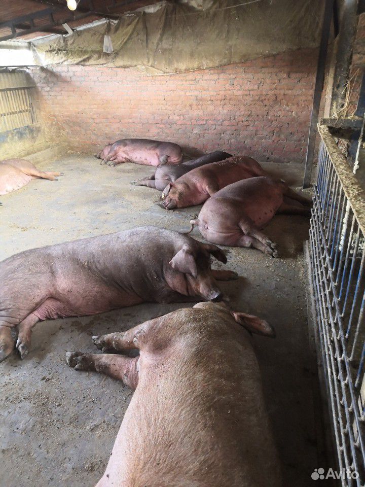 Свиньи на мясо купить на Зозу.ру - фотография № 6