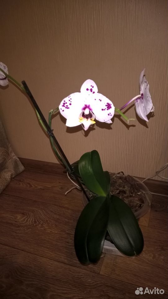Продаю орхидеи купить на Зозу.ру - фотография № 1