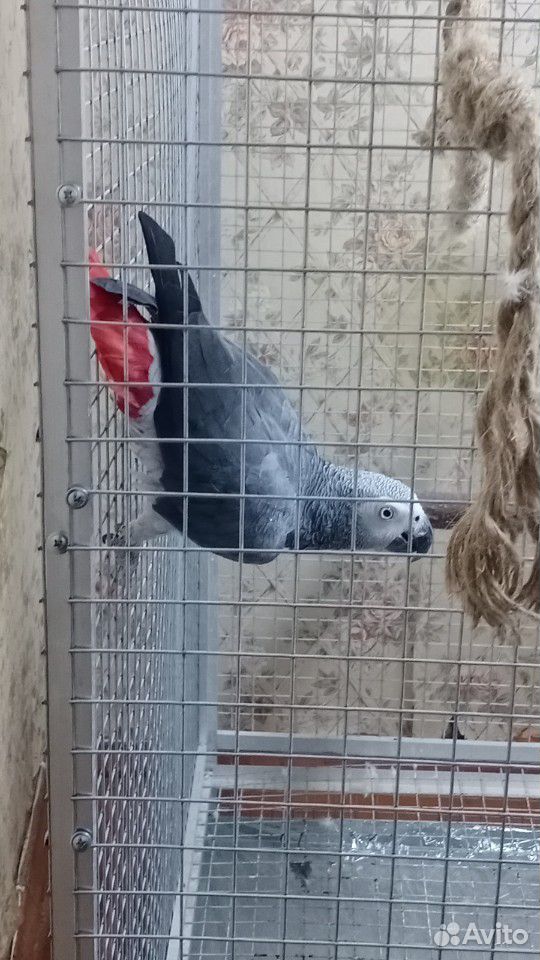 Серый попугай купить на Зозу.ру - фотография № 5