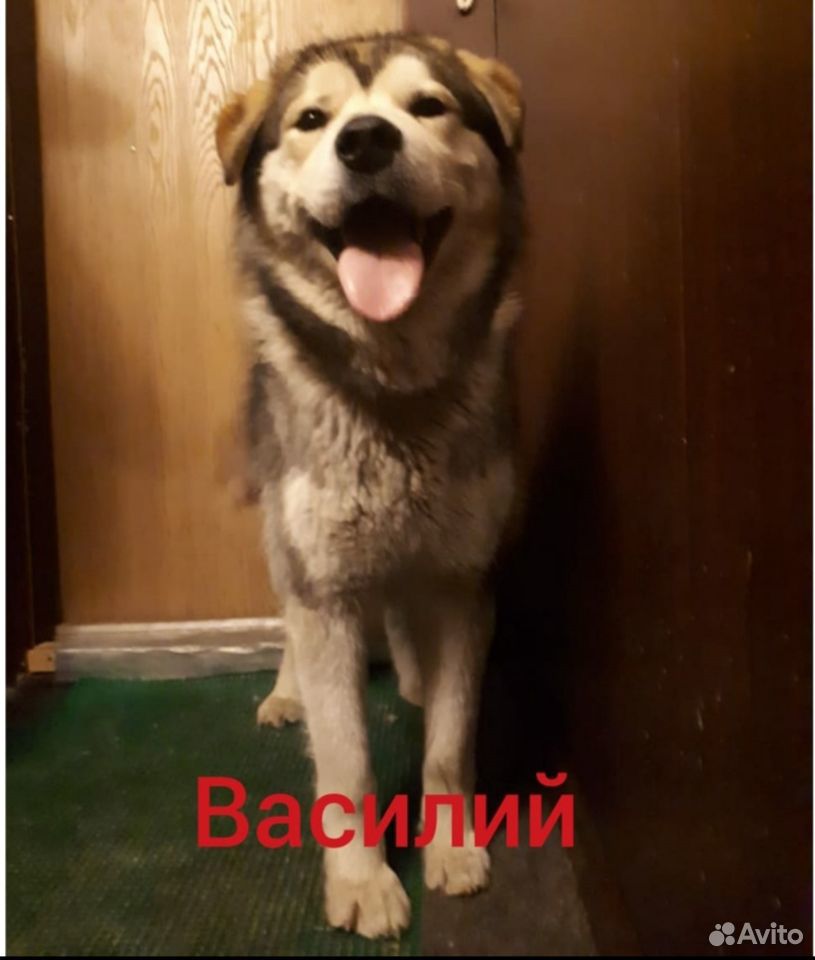 Сильный молодой пёс для охраны купить на Зозу.ру - фотография № 1
