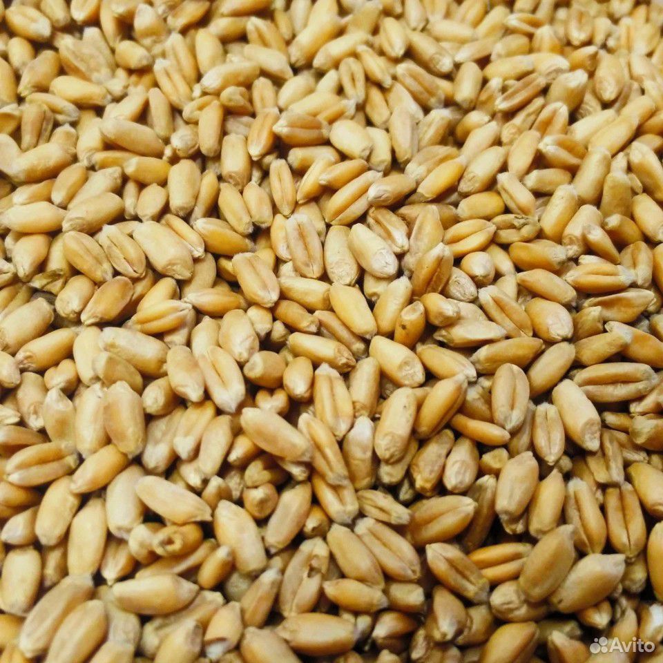 Пшеница белая купить на Зозу.ру - фотография № 2