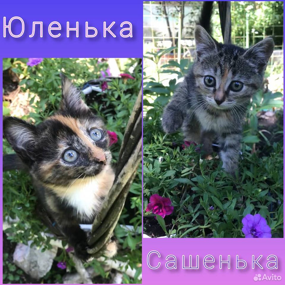 Умненькие котята купить на Зозу.ру - фотография № 1