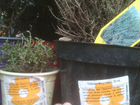 Иссоп, чабрец и др. душистые растения для альпийск объявление продам