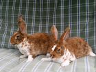Чистопородные кролики объявление продам