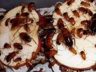 Туркменские тараканы объявление продам