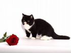 Породистые котята экзотическая короткошёрстная объявление продам