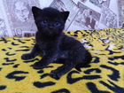 Котята от шотландской фолд кошки черной (эбони) объявление продам