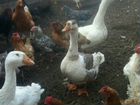 Гусыни продам обмен на гусаков.цыплята объявление продам