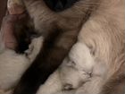 Котята Тайской голубой и Невской Маскародной объявление продам
