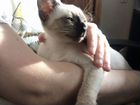 Тайский котёнок, девочка объявление продам