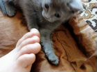 Котёночек лапочка объявление продам