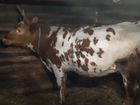 Корова Аширской породы объявление продам