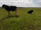 Корова и 5 бычков на доращевание объявление продам