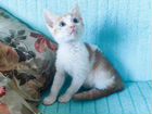 Селкирк-рекс смесовые котята объявление продам