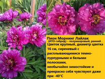 Пион Кора Луис Фото И Описание Пион Кора Луис Фото И Описание