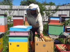 Продам пчел южной породы