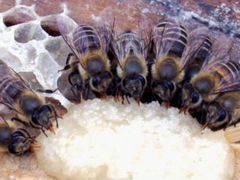 Подкормка для пчёл