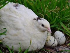 Перепелиное яйцо, птица