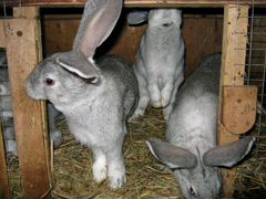 Продаются кролы, кролихи и крольчата