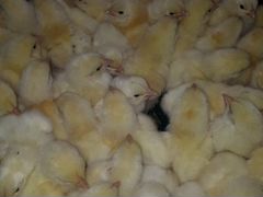 Продажа суточных цыплят бройлеров