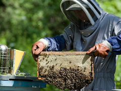 Продам пчелосемьи или пасеку