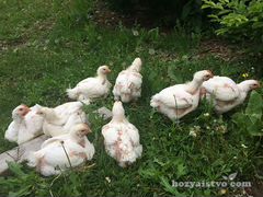Цыплята бройлеры вес от 700 г